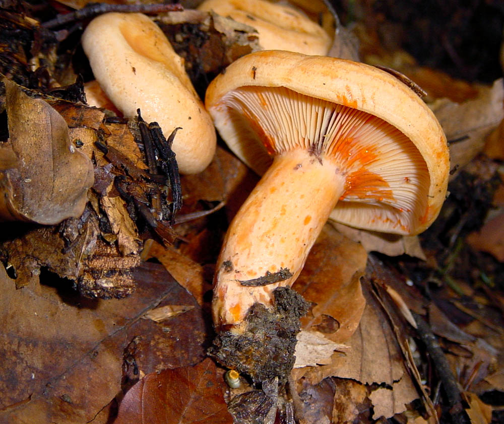 Lactarius salmonicolor